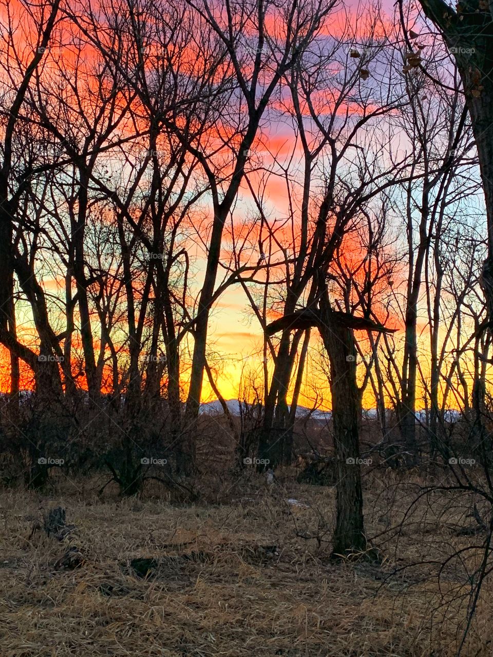 Spooky Tree At Sunset 