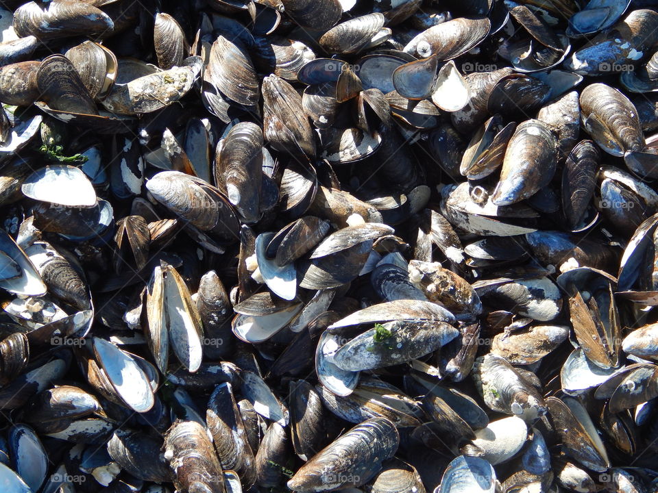 shells. seafood shells at the beach