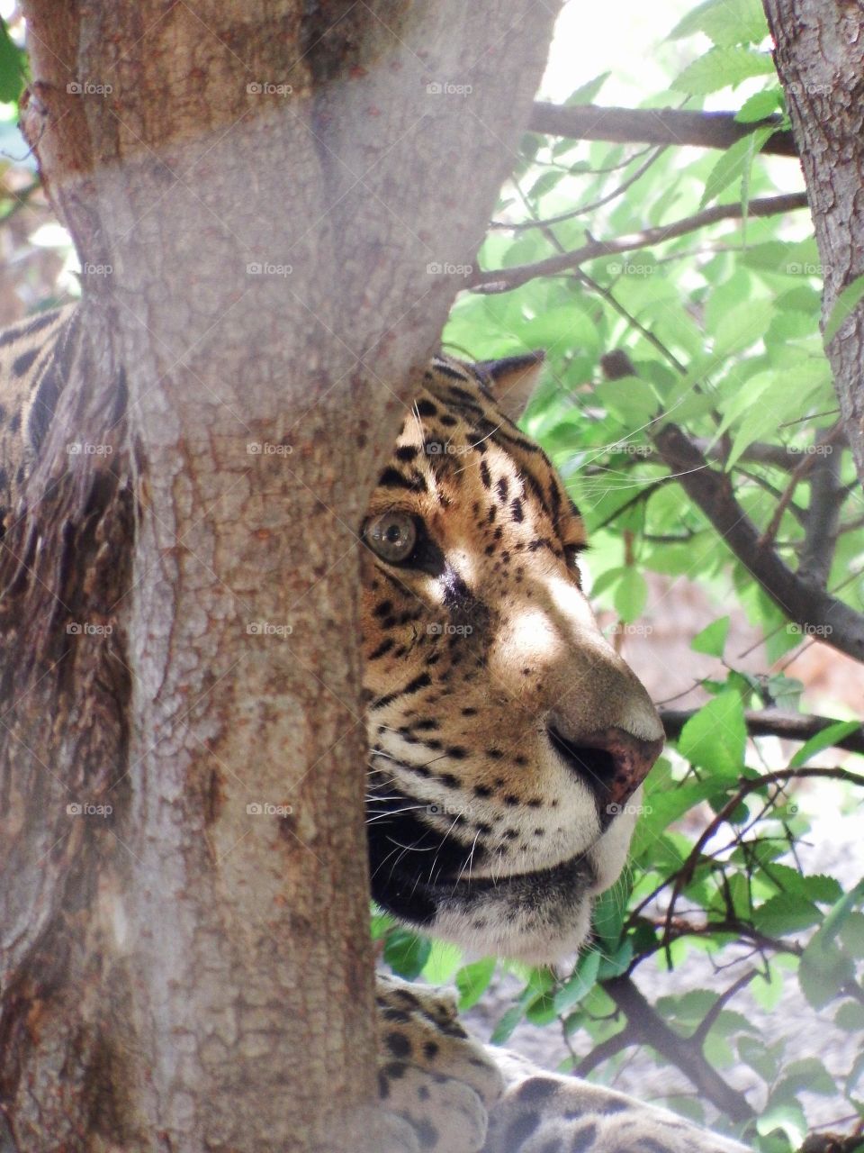Leopard face peeking out from behind a tree.
