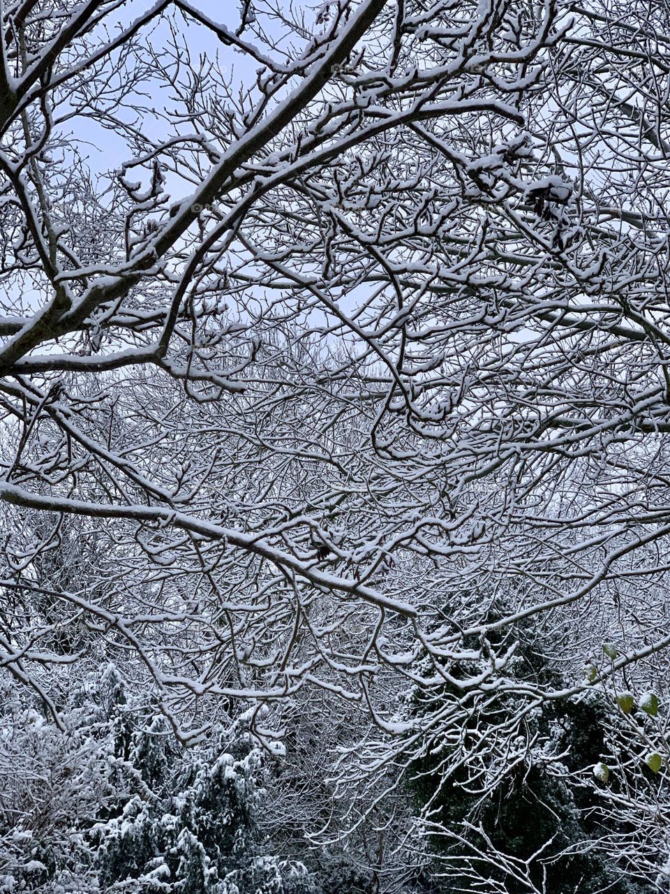 Winter wonderland, trees covered with a layer of snow