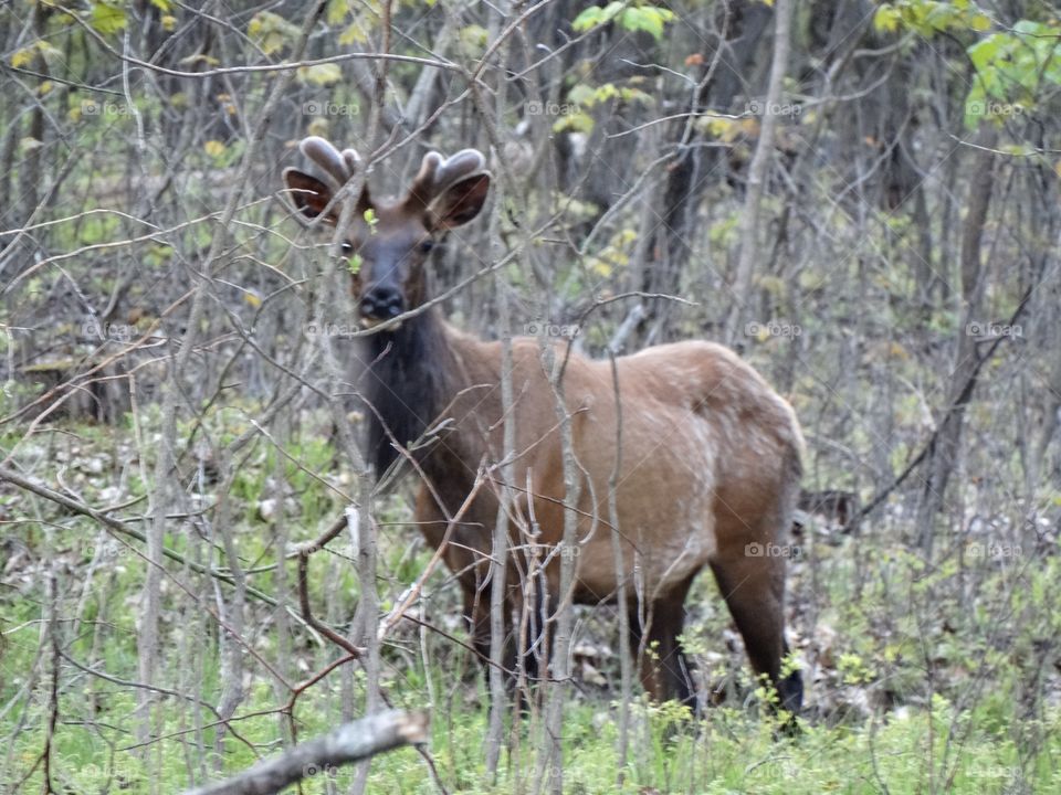 Elk