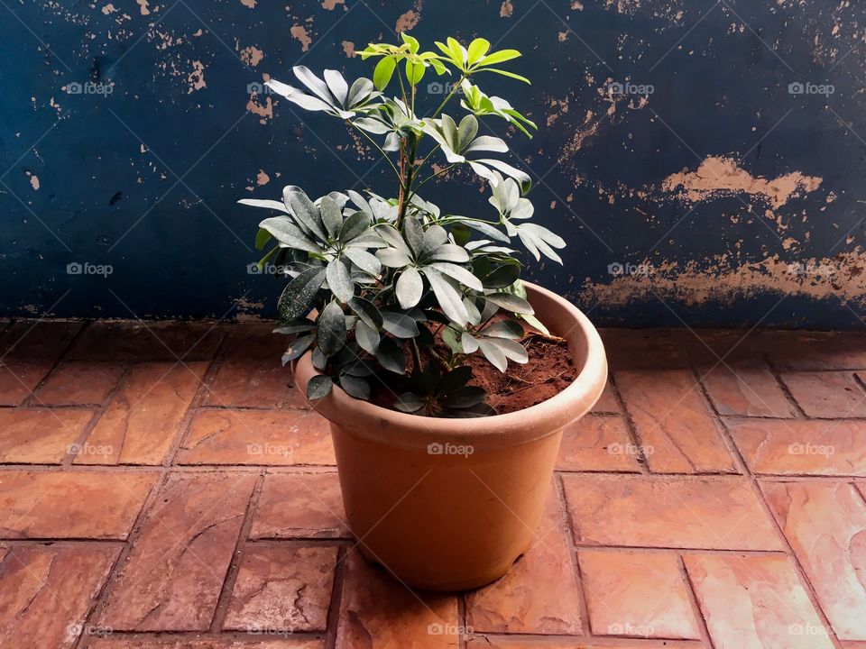 pot