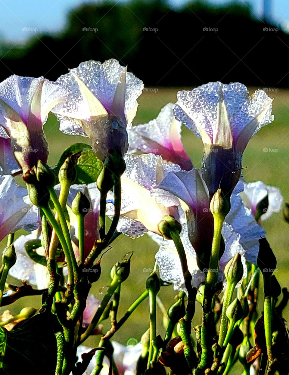 Coastal Morning Glorys