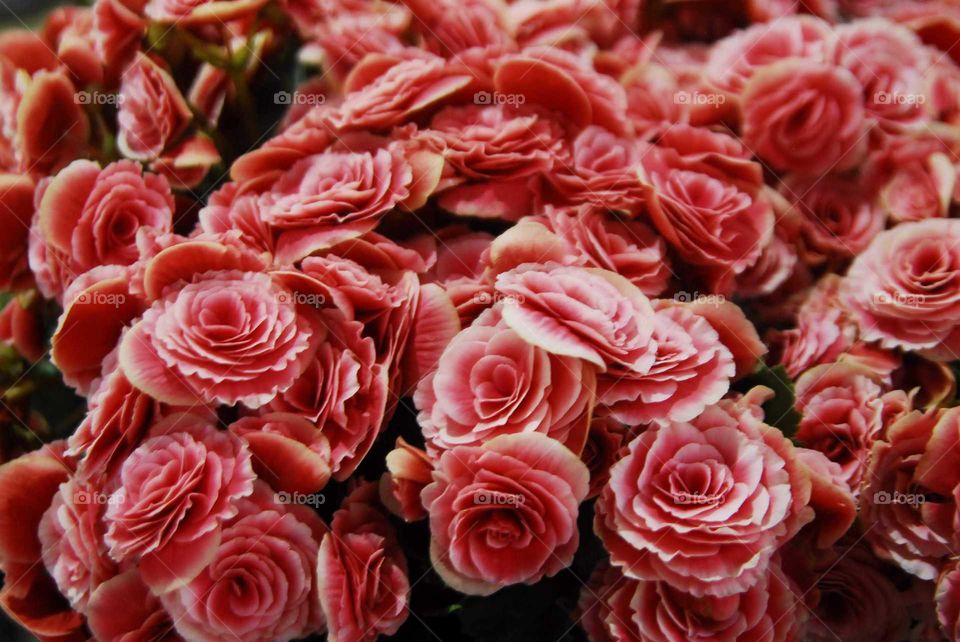 Rose, Love, Bouquet, Romance, No Person