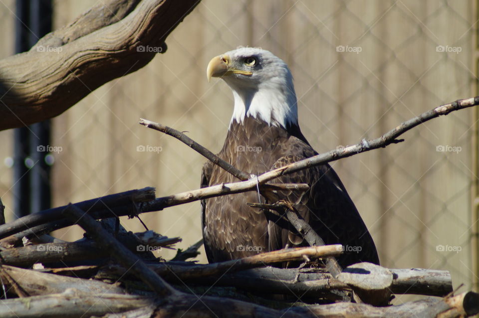 Bald eagle perching on branch