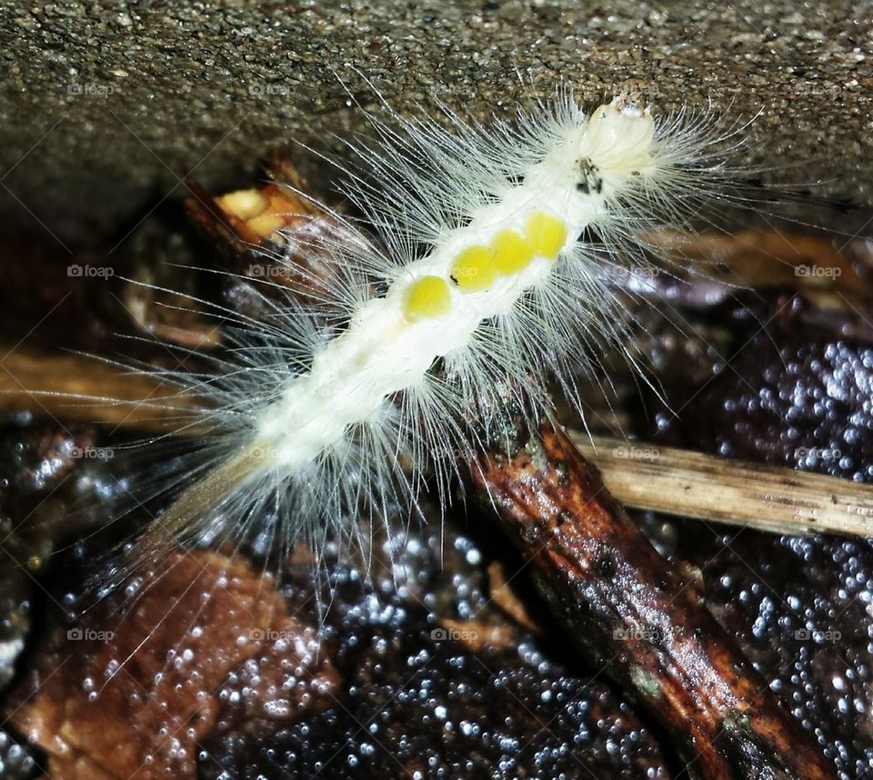 white tussock moth caterpillar