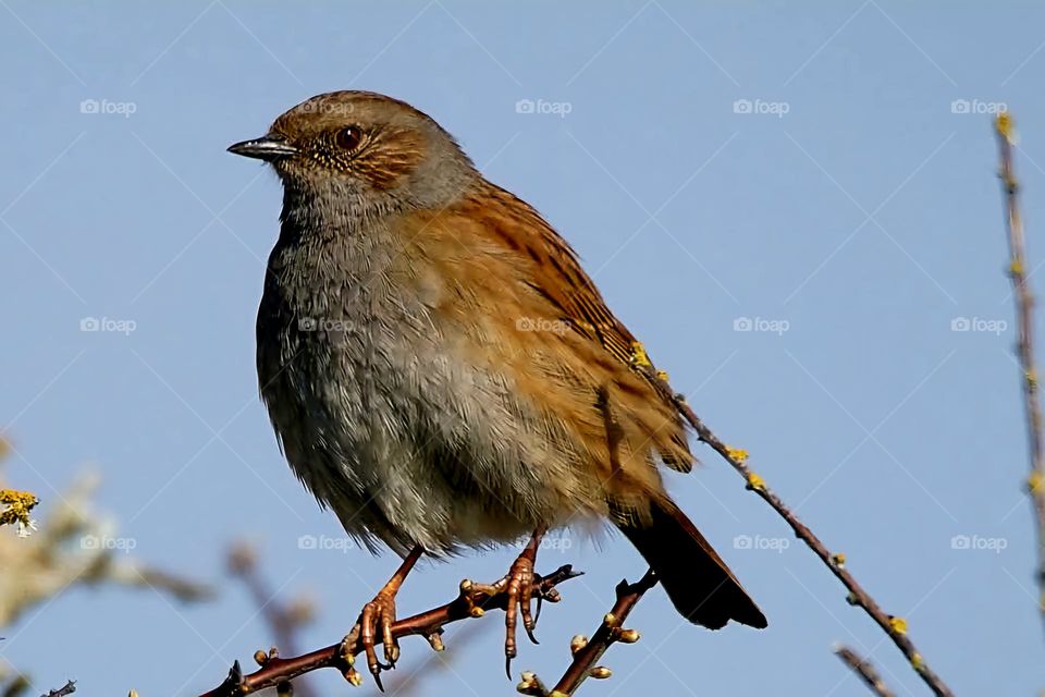 Close up on a Dunnock placed on a branch in Suscinio