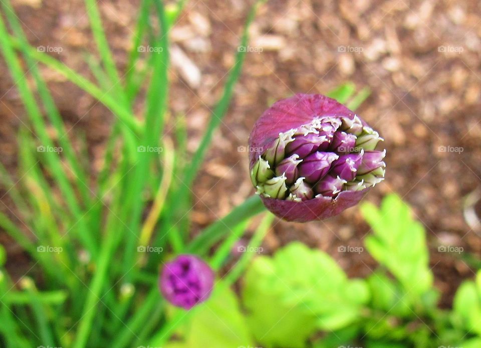 chives