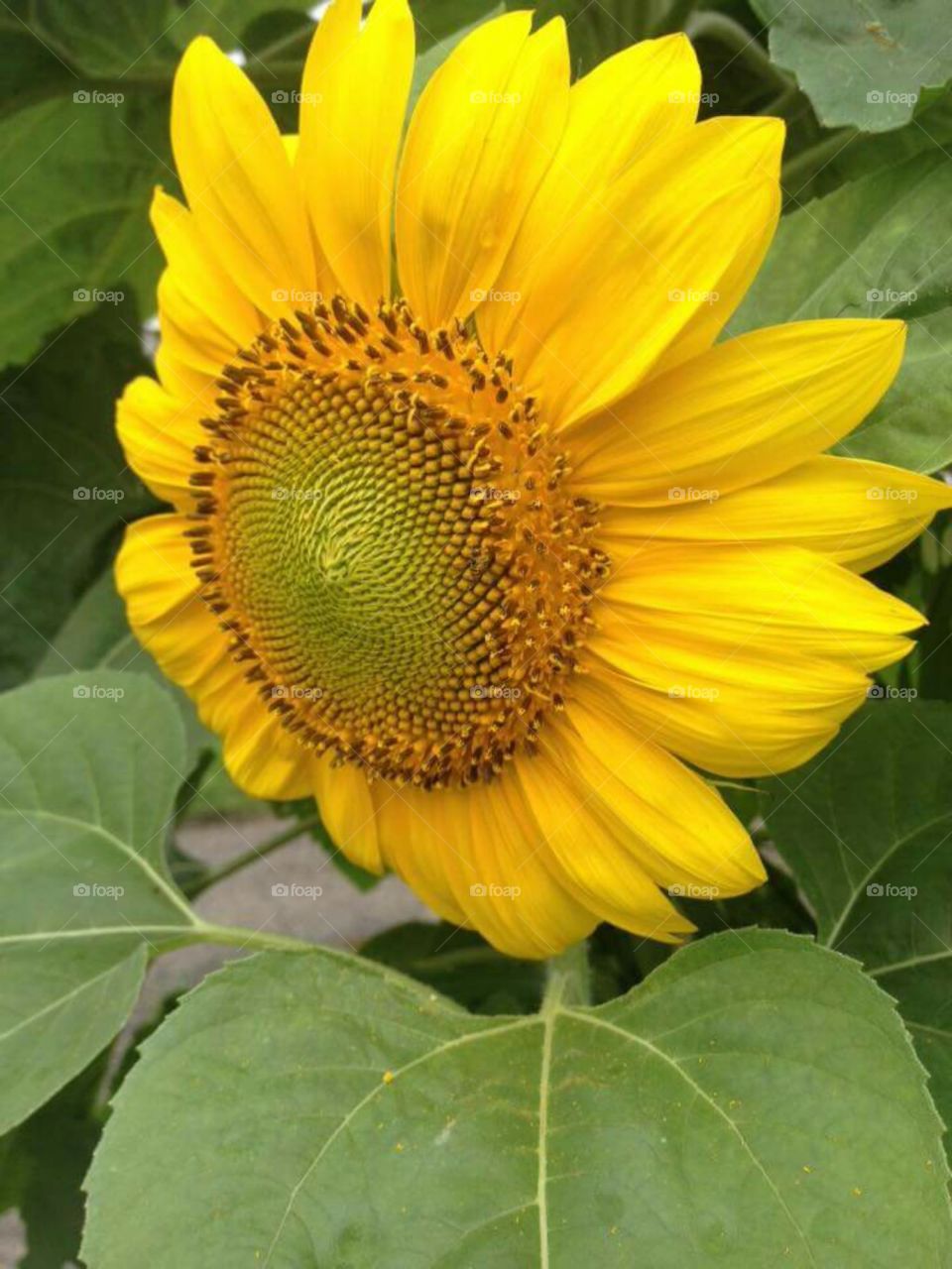 flower of the sun