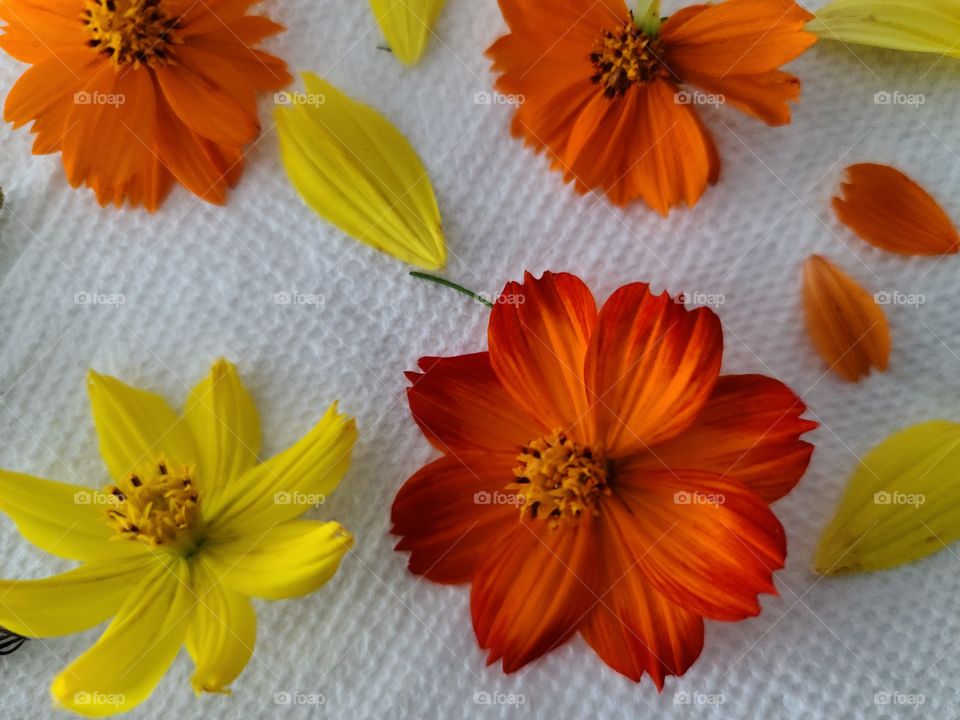 colorful flowers being dried on a paper towel