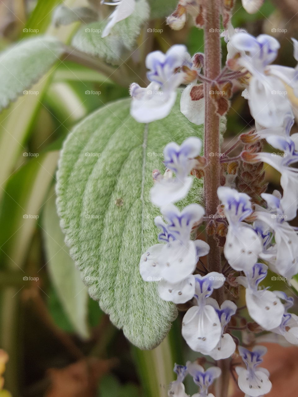 blue flowers