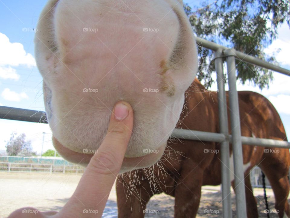 Horse muzzle distorted view from down below.