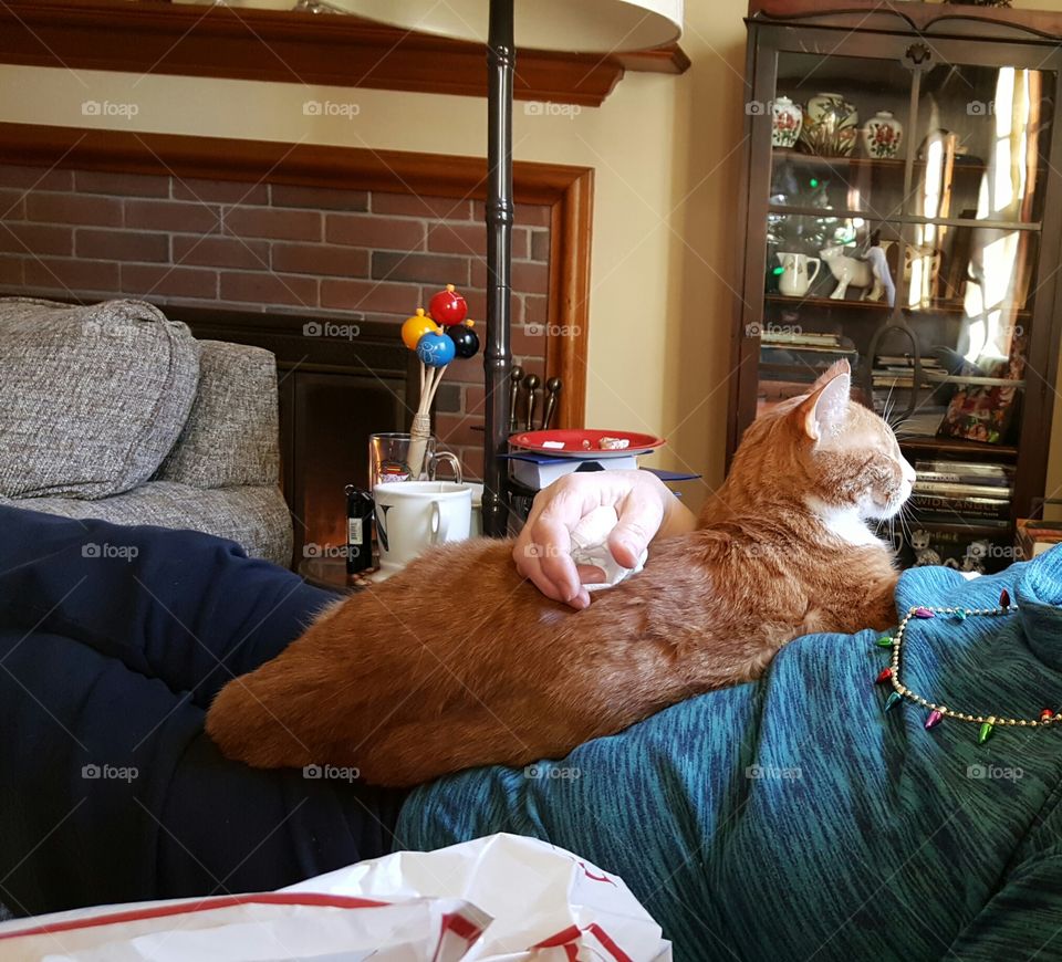 Orange cat bonding with owner/cat mom