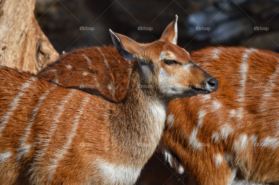 Sitatunga, Bioparc (Valencia - Spain)