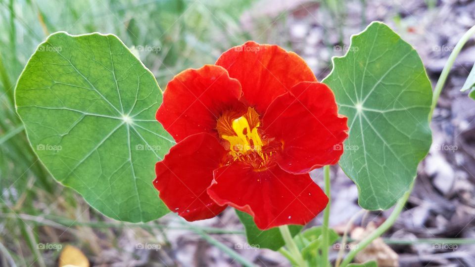 Nasturtium. Red Flower