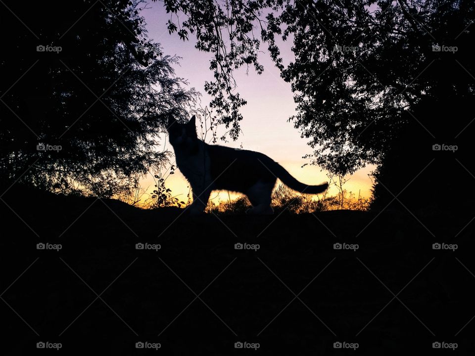Silhouette of a tabby cat on a hill with an evening sky of purple and gold with trees