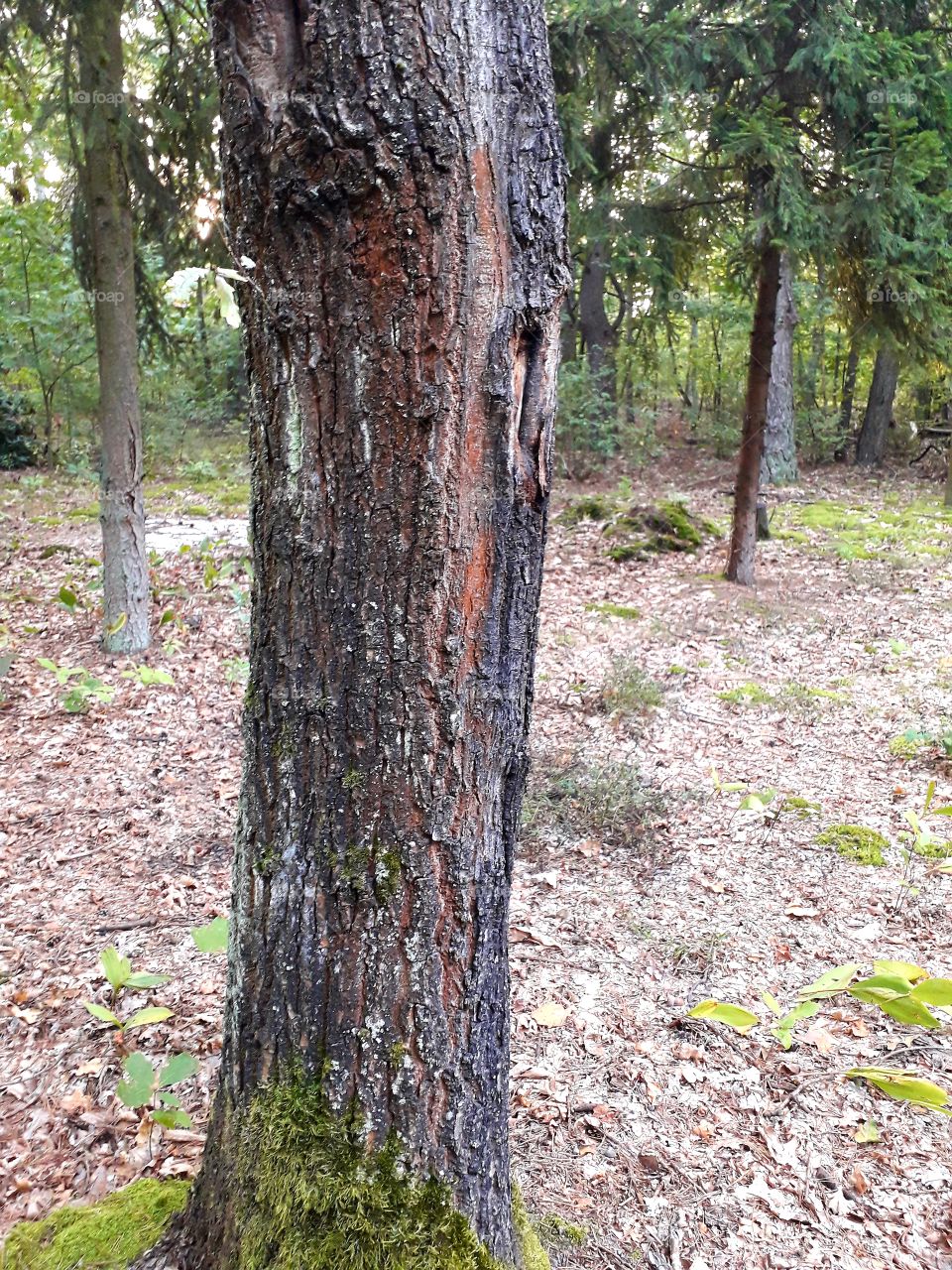 brown oak tree trunk in a forest at sunrise