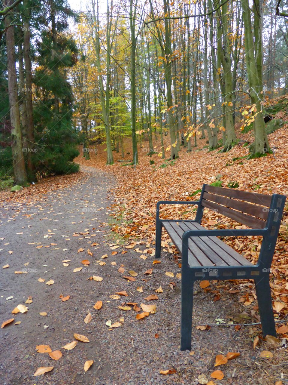 Bench in a forest in fall season