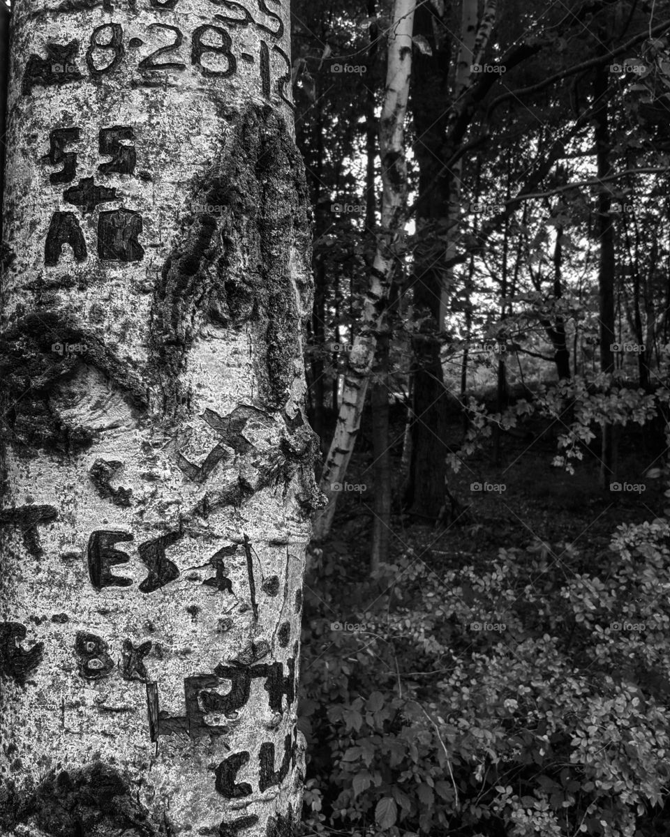 carved names of long ago