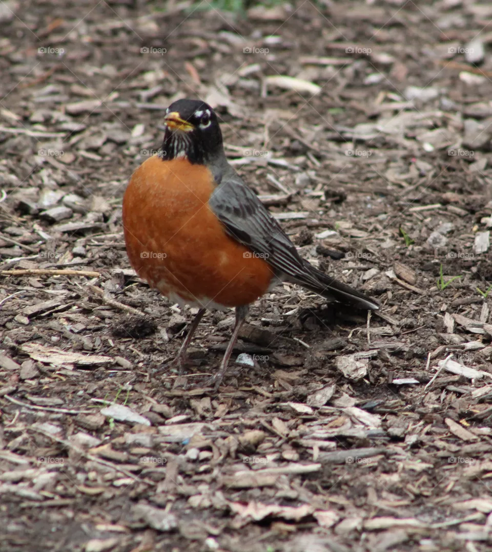 American robin on ground front view