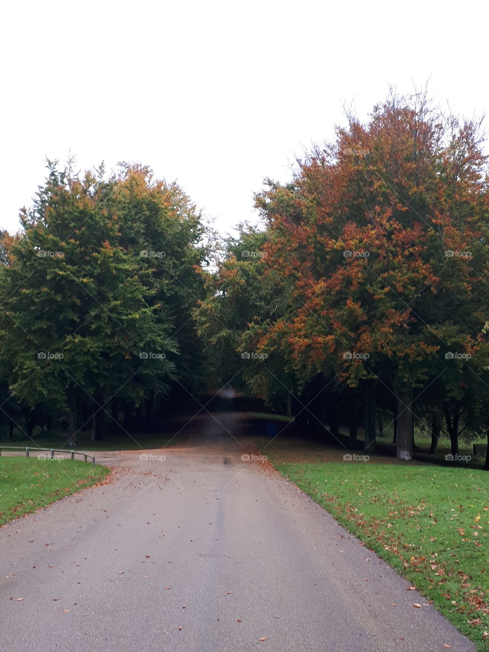 Tree, Road, Fall, Leaf, No Person