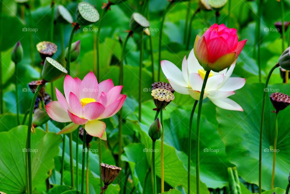 Pink lake lotus