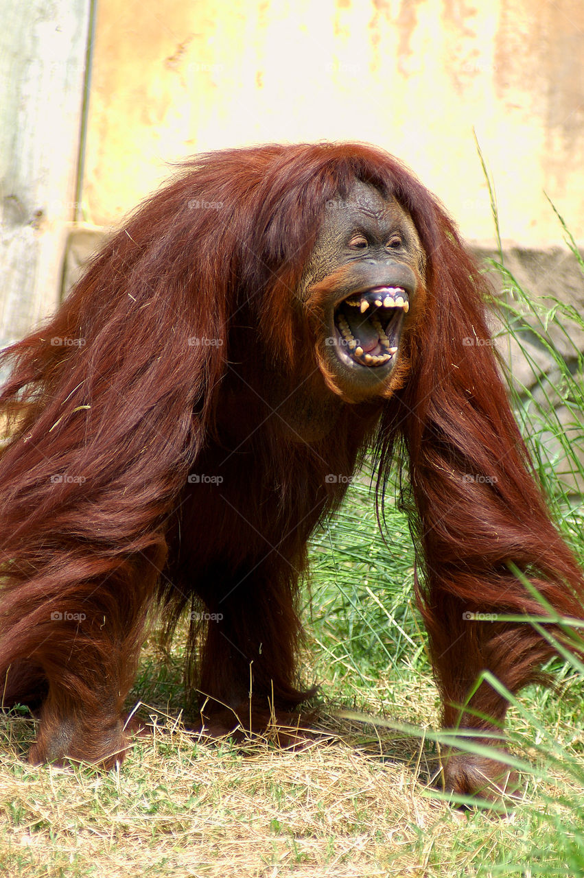 Orangutan Laughing