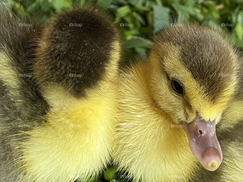 Duckling 