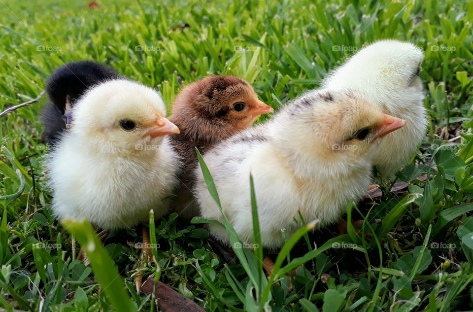 New baby chicks 2 days old