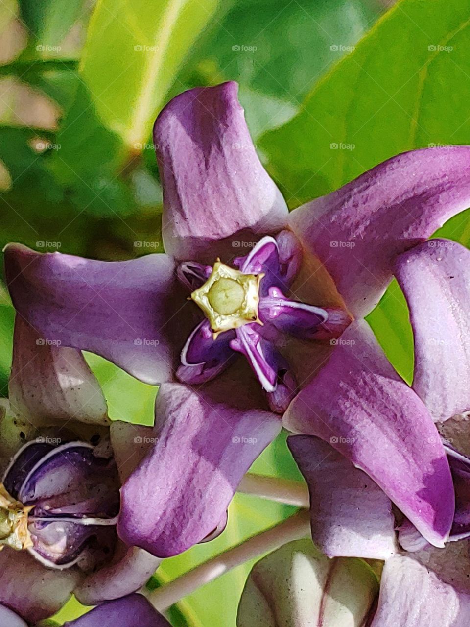 flowers captured