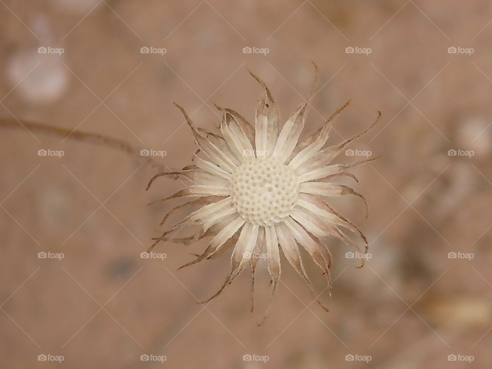 desert flower