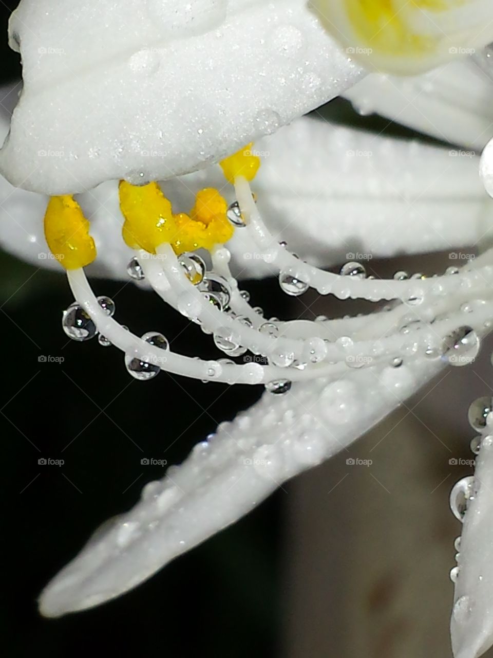 Tiny little flower after the rain