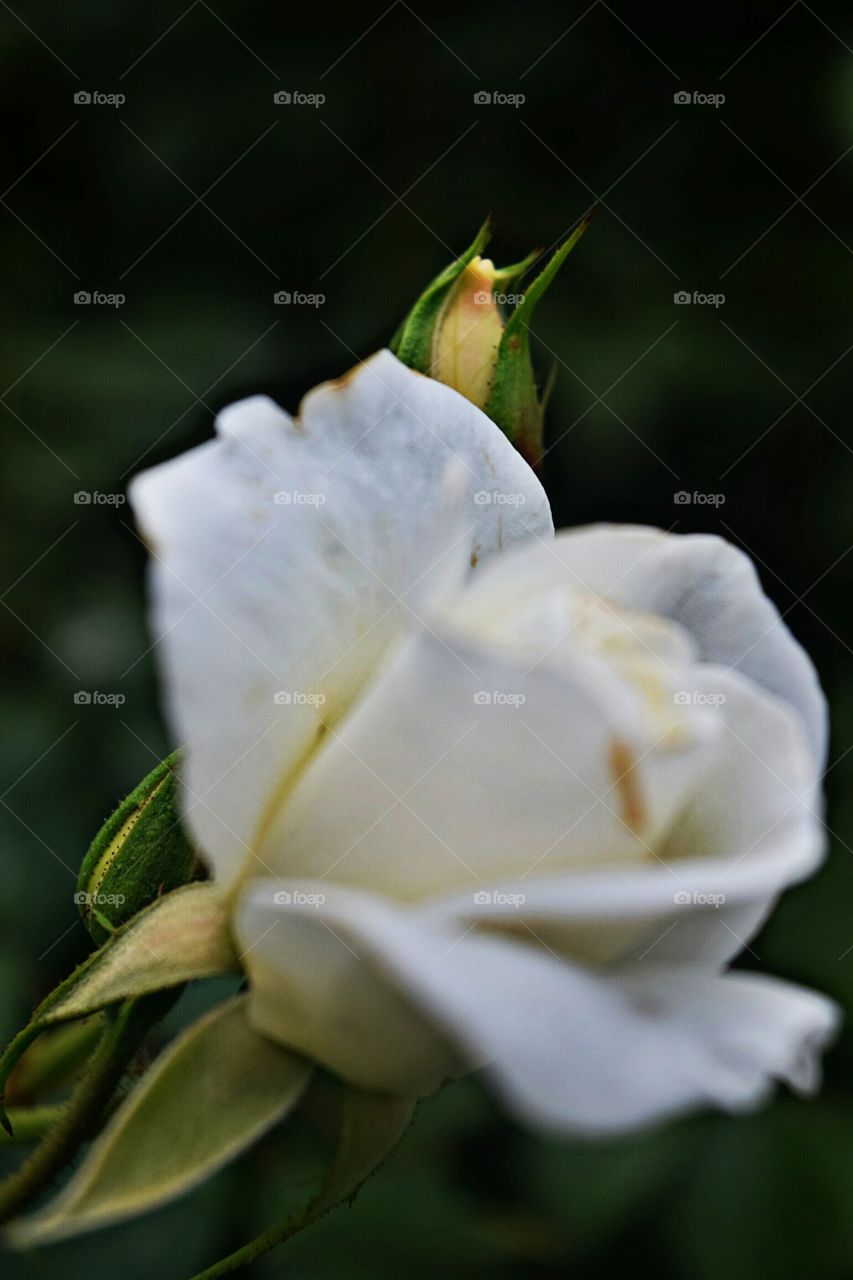 Reflection of My Soul