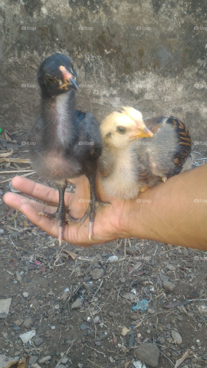 chicks on my hand