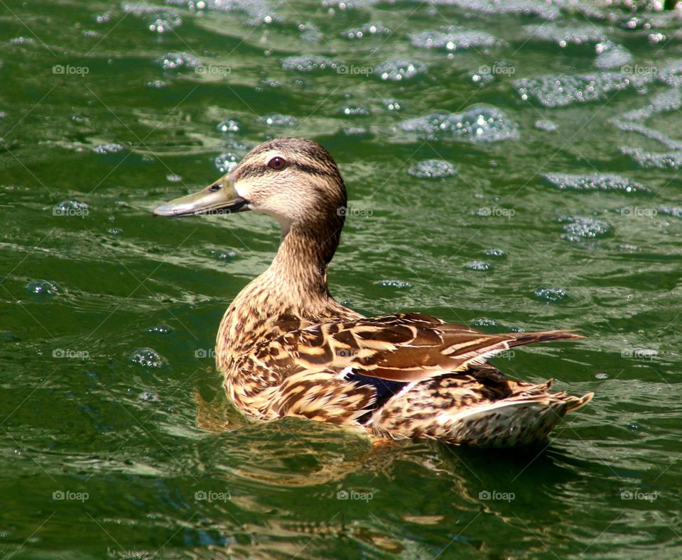 Female Mallard Duck in the Water