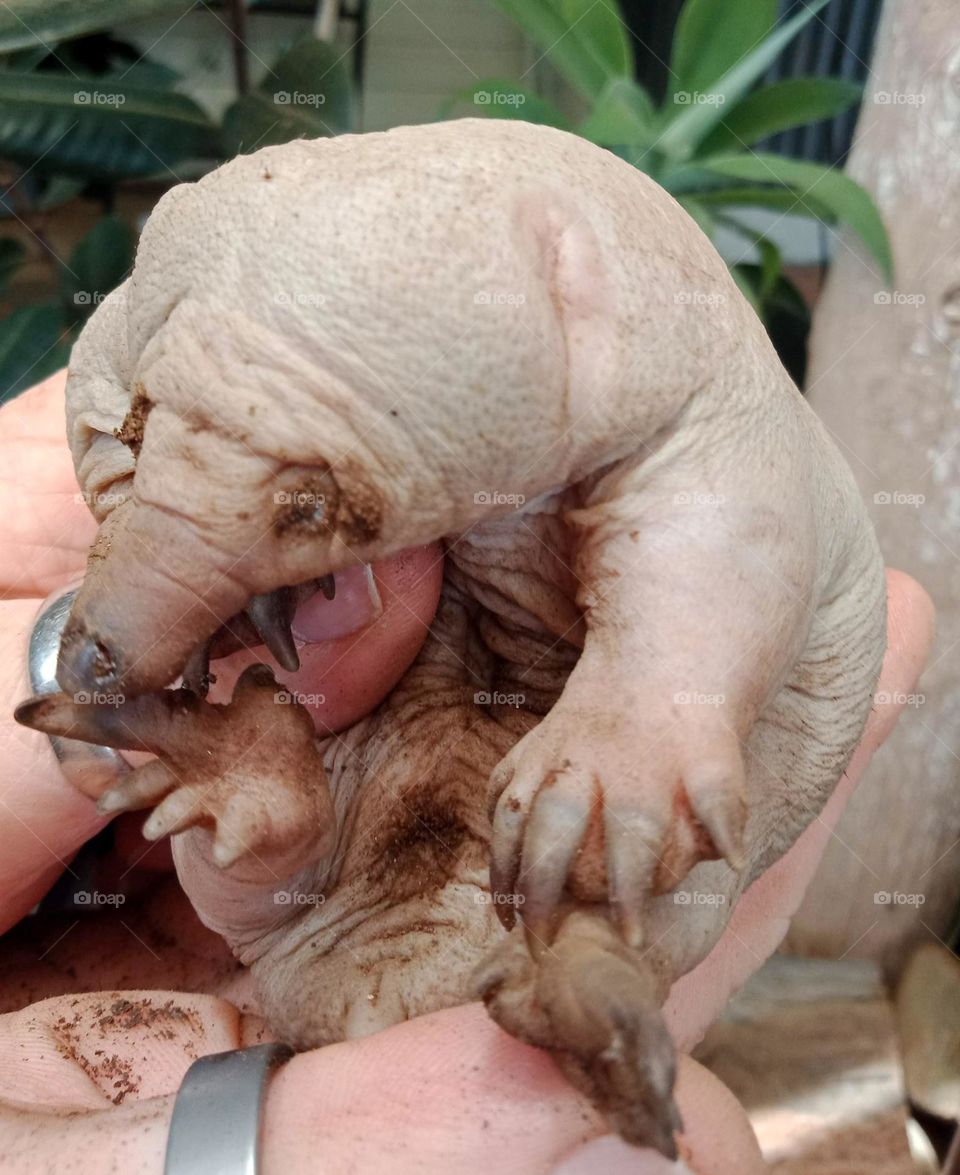 baby echidna, called a puggle,
Echidnas sometimes known as spiny anteaters, are quill-covered monotremes (egg-laying mammals) belonging to the family Tachyglossidae .