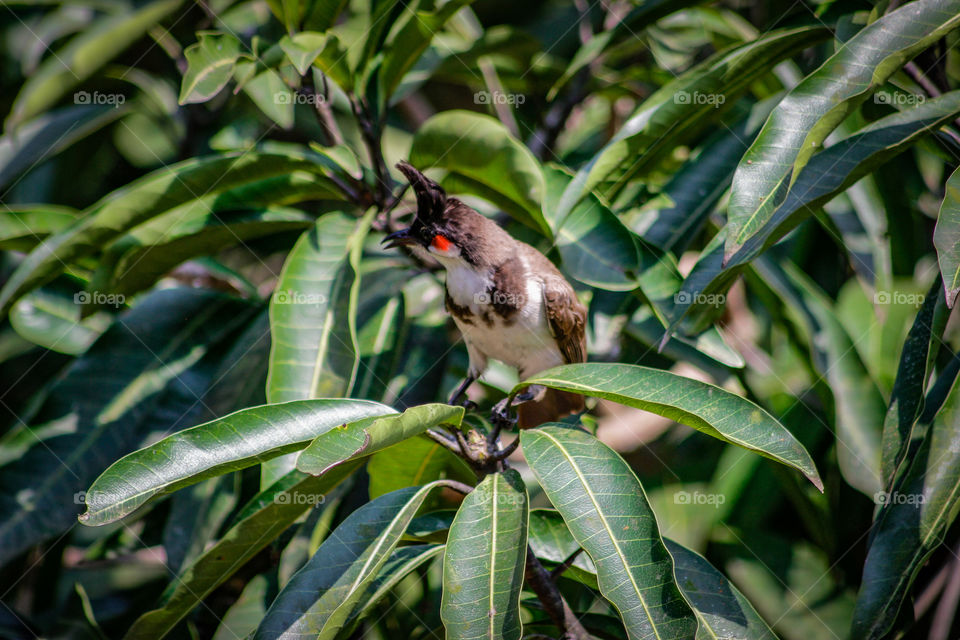 Red-Whiskered Bulbul in my garden