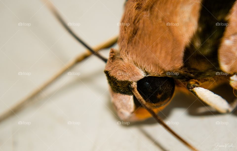 Ambulyx pryeri_Hawk Moth_Brunei