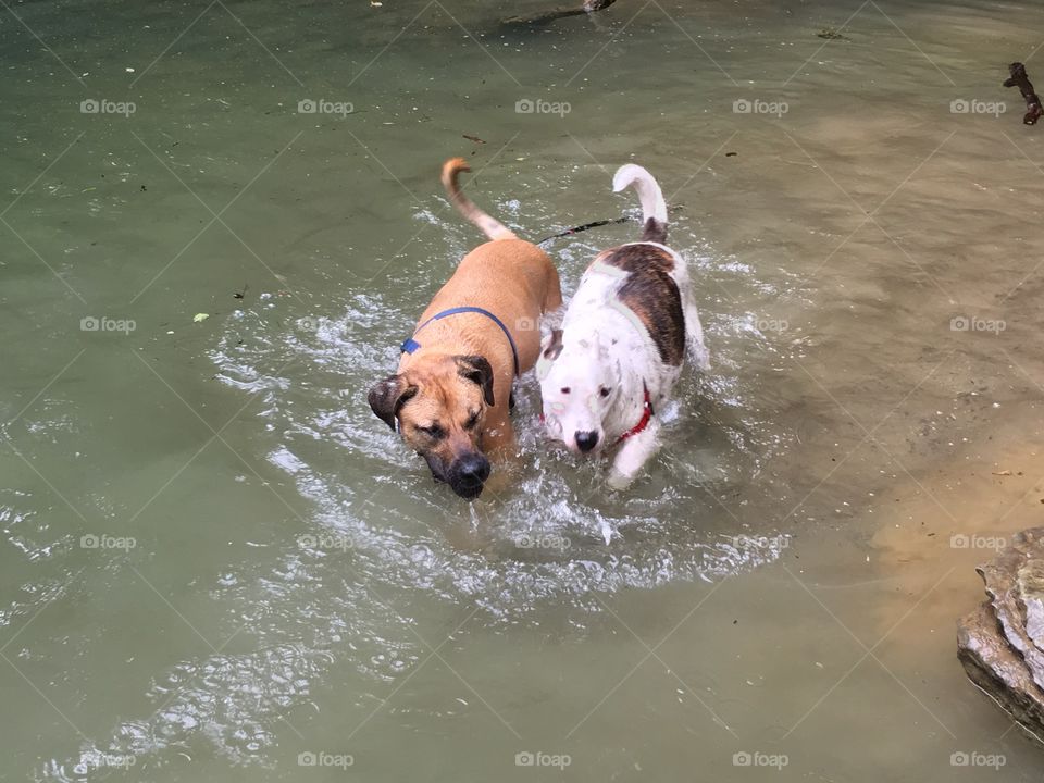Brown dog and white dog playing in the creek