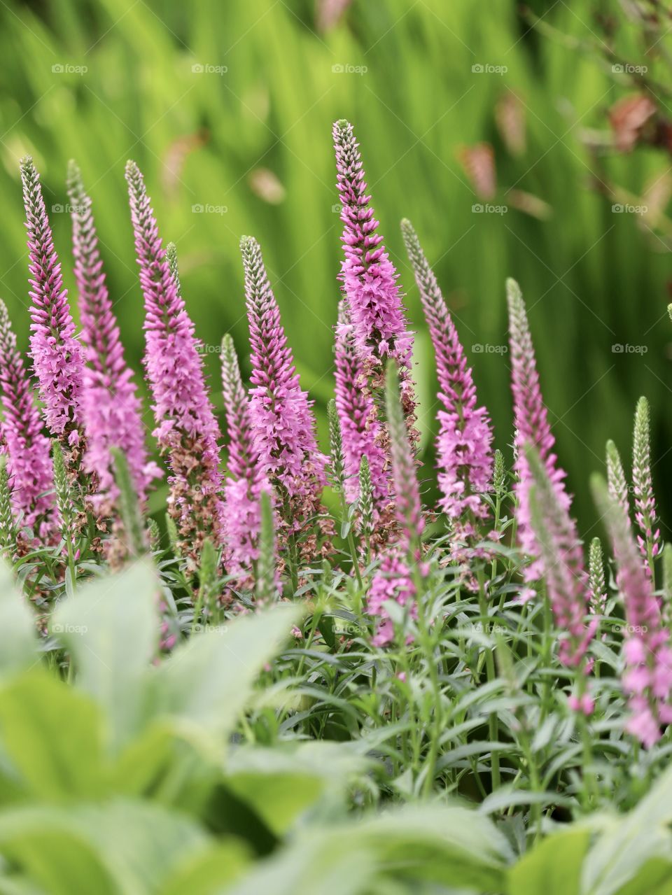 Veronica blooms in a garden on a sun filled summer’s day in Washington surrounded by healthy greenery