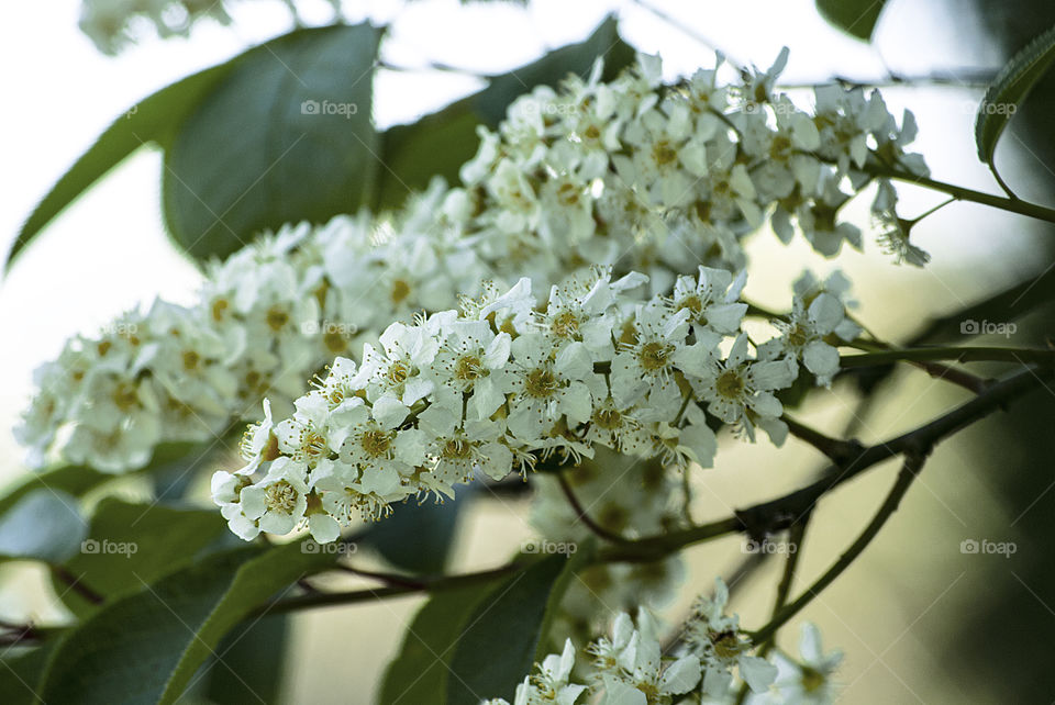 Blooming tree