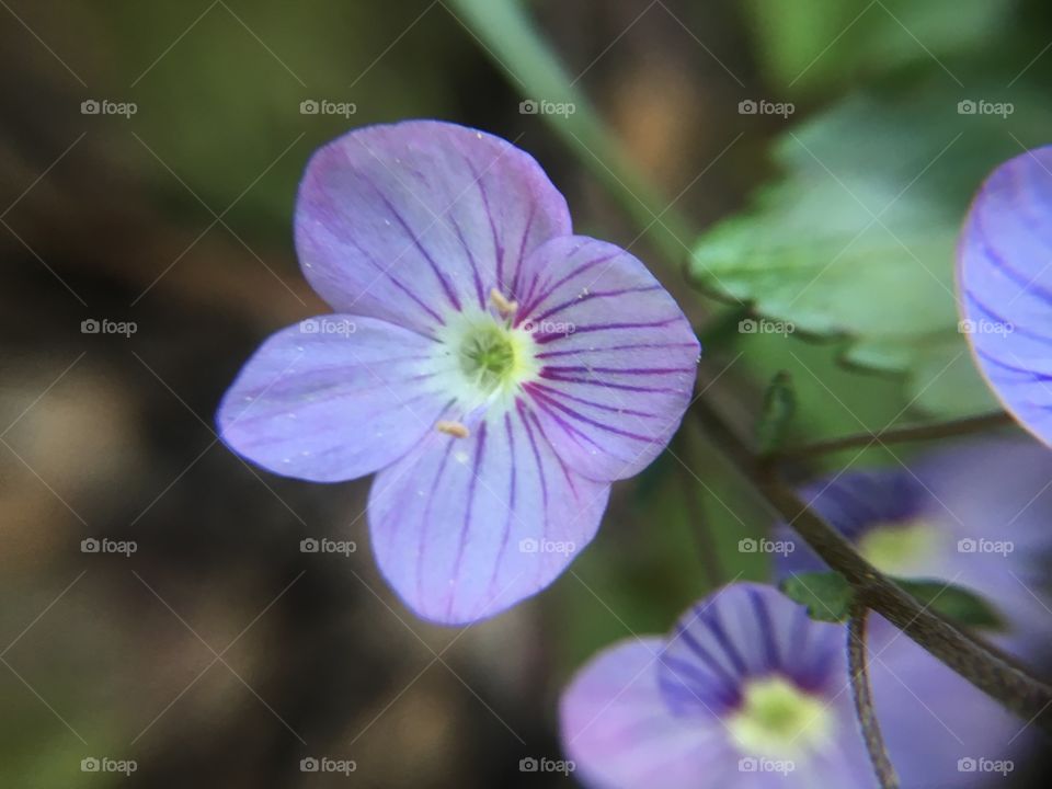 Purple flower