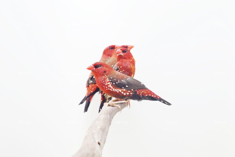 strawberry finch ( amandava )