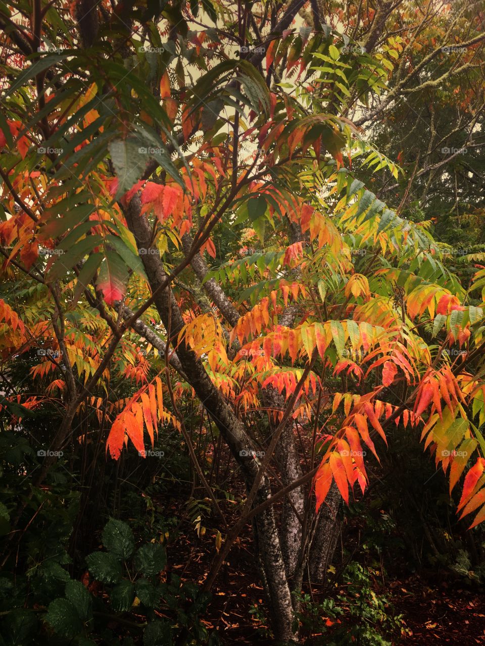 Leaves changing colors in the fall