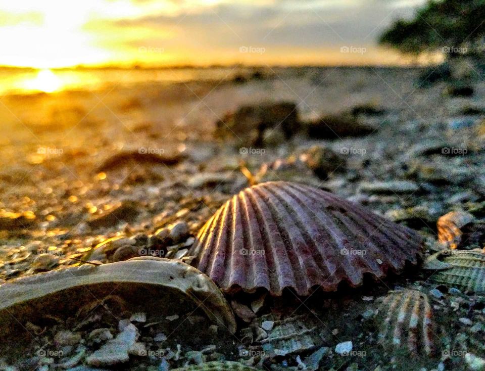 Close-up of scallop on sand at sunset
