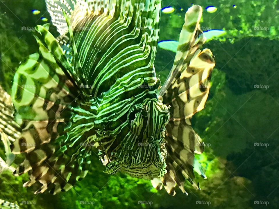 Lionfish