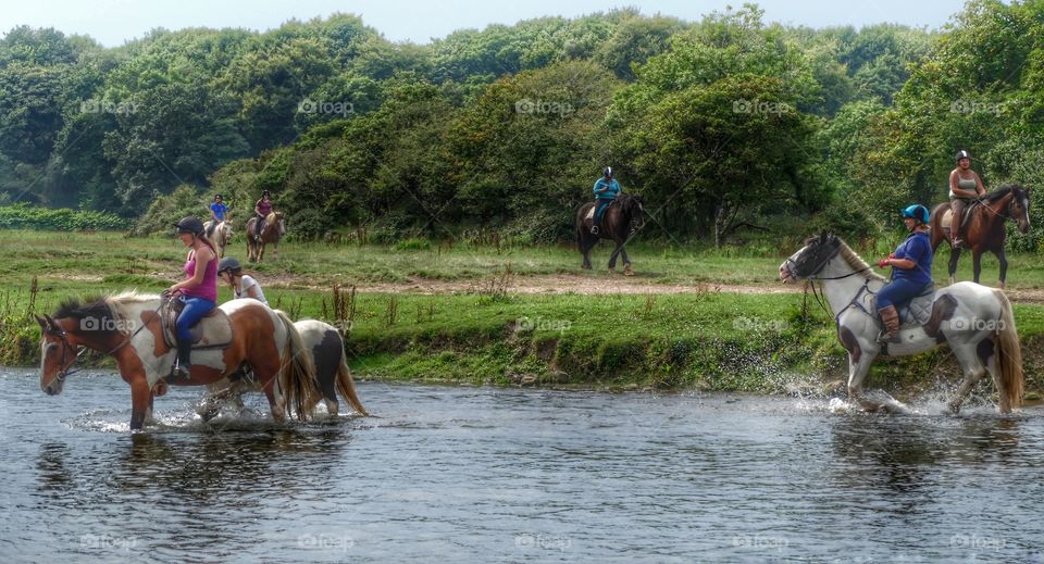 Horse, Seated, Motion, Mammal, Race