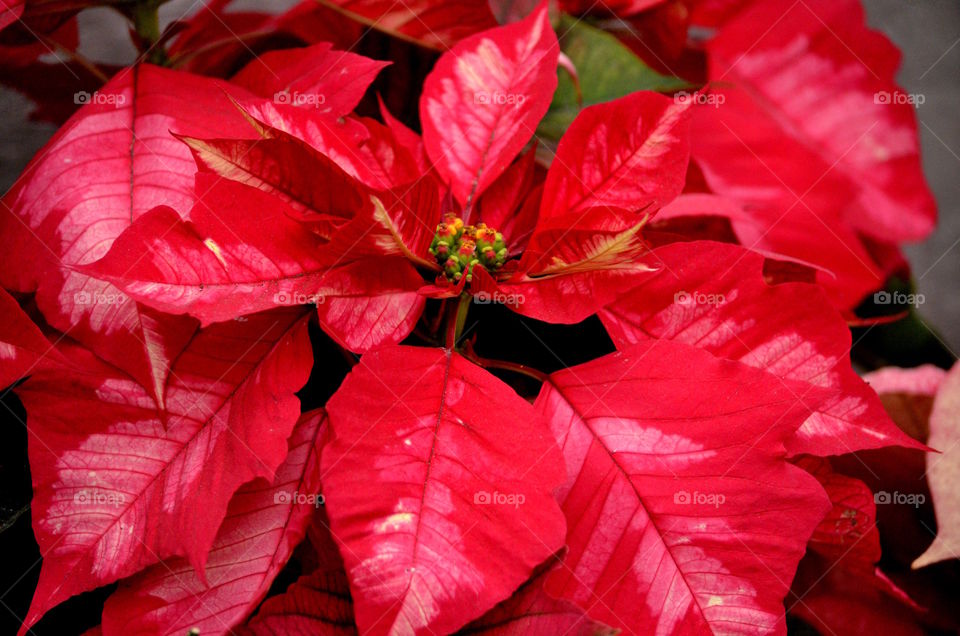 Poinsettia