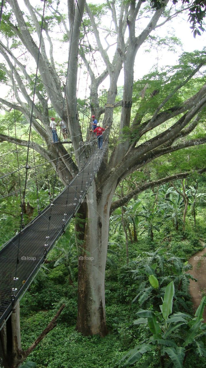 Rain forest In Nicaragua