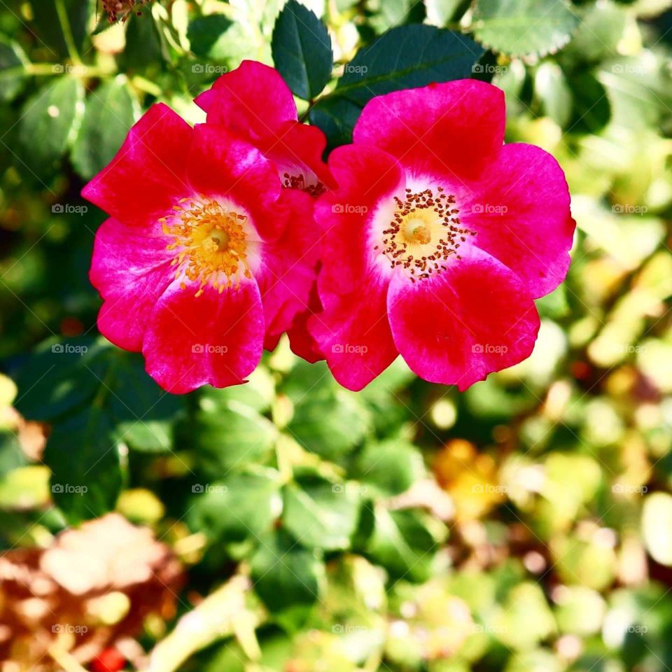 pink flowers
